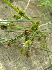 Cyperus retrorsus