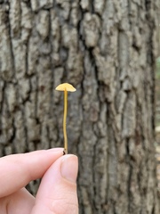 Mycena oregonensis