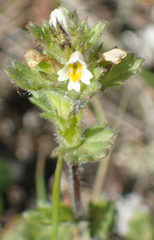 Euphrasia mollis