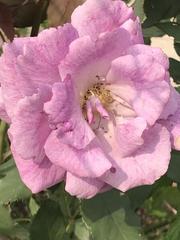Rosa