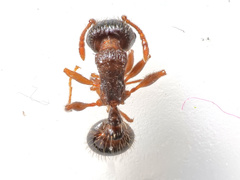 Tetramorium