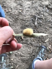 Neuroterus laurifoliae