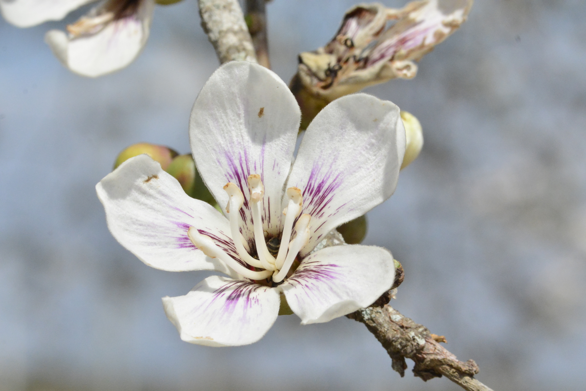 Ceiba glaziovii