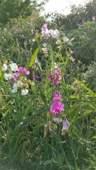 Lathyrus