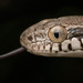 Forsten's Cat Snake - Photo (c) Ravisara Jayamanna, some rights reserved (CC BY-NC), uploaded by Ravisara Jayamanna