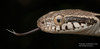 Forsten's Cat Snake - Photo (c) Ravisara Jayamanna, some rights reserved (CC BY-NC), uploaded by Ravisara Jayamanna