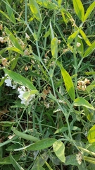 Lathyrus