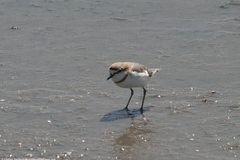 Charadrius pallidus