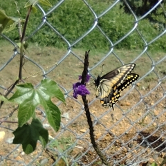 Papilio polyxenes americus
