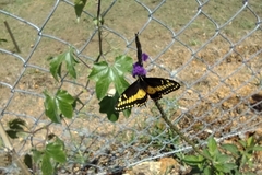 Papilio polyxenes americus