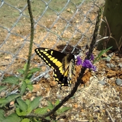 Papilio polyxenes americus
