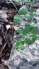 Carlowrightia torreyana
