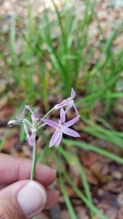 Tulbaghia violacea