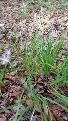 Tulbaghia violacea