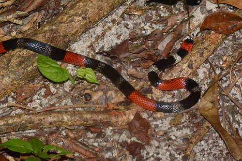 Photo of a Potyguara Coral Snake (Micrurus potyguara)