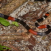 Paraíba Coralsnake - Photo (c) Frederico Acaz Sonntag, some rights reserved (CC BY-NC), uploaded by Frederico Acaz Sonntag
