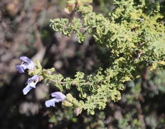 Salvia dentata