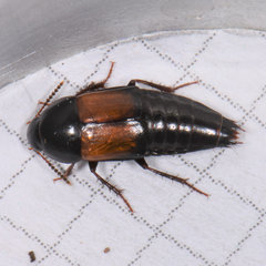 Tachinus fimbriatus
