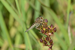 Promachus vertebratus