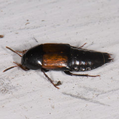 Tachinus fimbriatus