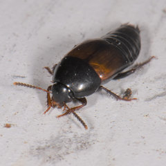 Tachinus fimbriatus