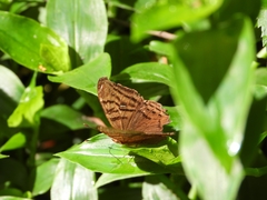 Hypanartia