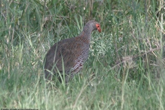 Pternistis rufopictus