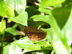 Hypanartia