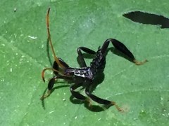 Acanthocephala femorata