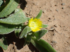 Cleretum papulosum
