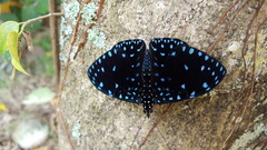 Hamadryas laodamia saurites