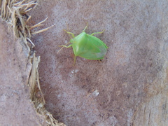 Pantochlora vivida