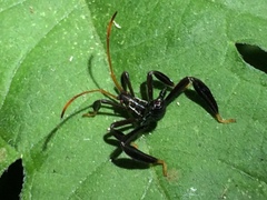 Acanthocephala femorata