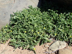 Cleretum papulosum