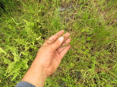 Juncus microcephalus