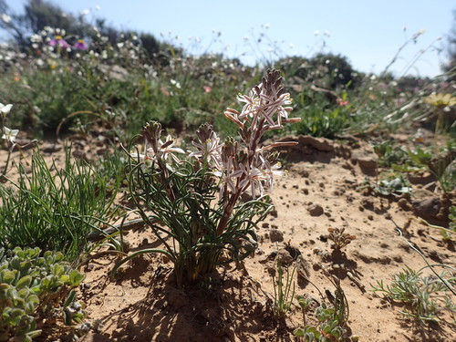 Trachyandra sanguinorhiza