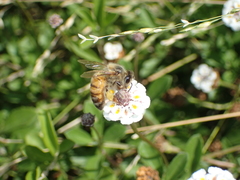 Apis mellifera