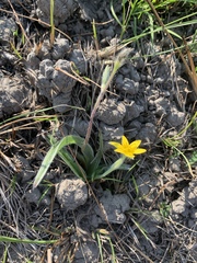 Hypoxis setosa
