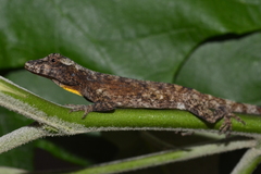 Anolis ortonii