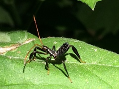 Acanthocephala femorata
