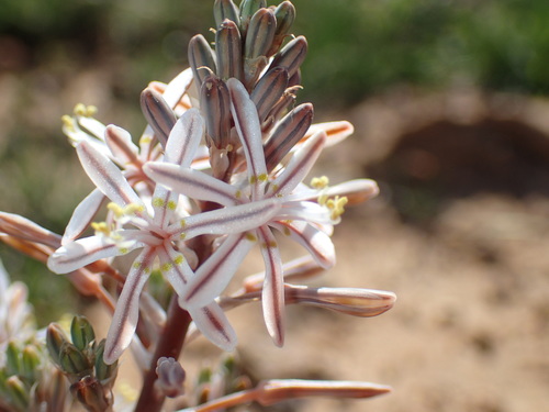 Trachyandra sanguinorhiza