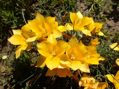Image of Romulea diversiformis by (c) Mahomed Desai, some rights reserved (CC BY)