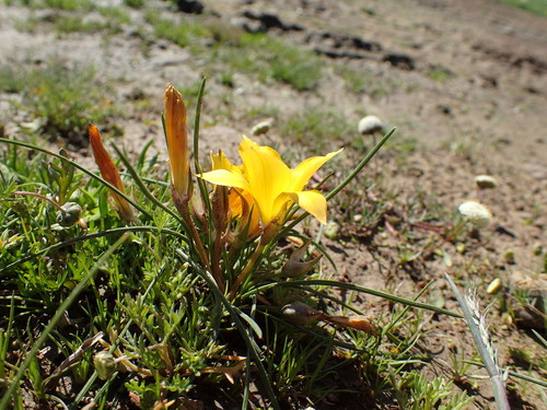 Image of Romulea diversiformis by (c) Mahomed Desai, some rights reserved (CC BY)