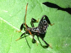 Acanthocephala femorata