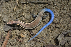 Maximilian's Blue-Tailed Microteiid photo 2