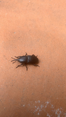 Scyphophorus