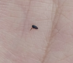 Ctenocephalides canis