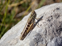 Stenobothrus apenninus
