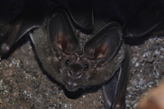 White-Throated Round-Eared Bat photo 2