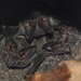 White-throated Round-eared Bat - Photo (c) Frederico Acaz Sonntag, some rights reserved (CC BY-NC), uploaded by Frederico Acaz Sonntag